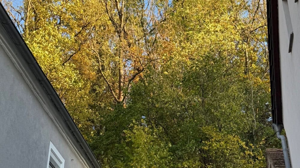 Die beiden Bäume dicht am Haus. Foto: Feuerwehr Zehren