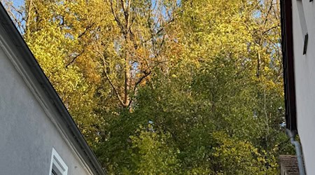 Die beiden Bäume dicht am Haus. Foto: Feuerwehr Zehren