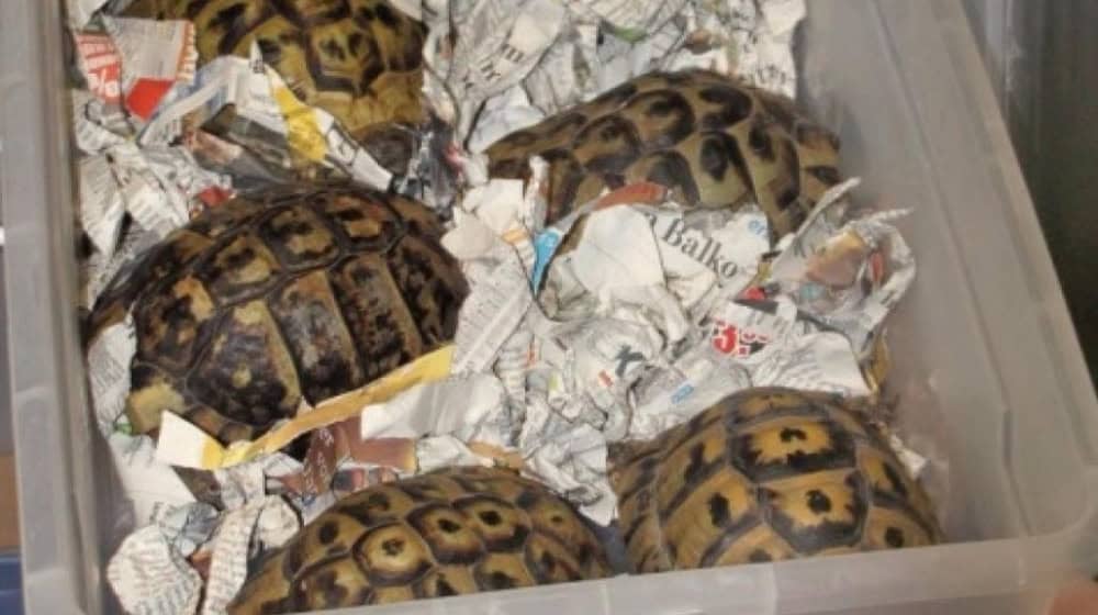 Winterschlaf in Gefahr: Die Schildkröten im Tierheim Meißen können nicht mehr ausreichend gekühlt werden. Foto: Tierheim Meißen