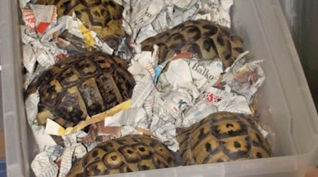 Winterschlaf in Gefahr: Die Schildkröten im Tierheim Meißen können nicht mehr ausreichend gekühlt werden. Foto: Tierheim Meißen Winterschlaf in Gefahr: Die Schildkröten im Tierheim Meißen können nicht mehr ausreichend gekühlt werden. Foto: Tierheim Meißen