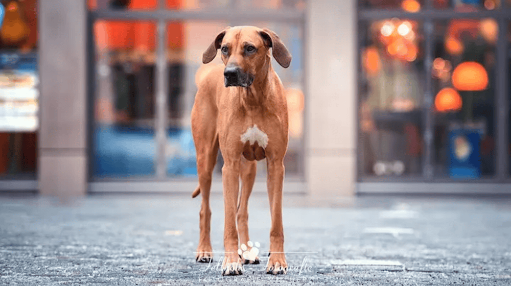 Rettungshund Yasko. Foto: privat