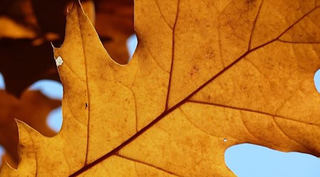 Amerikanische Rot-Eiche. Foto: Stadt Radebeul