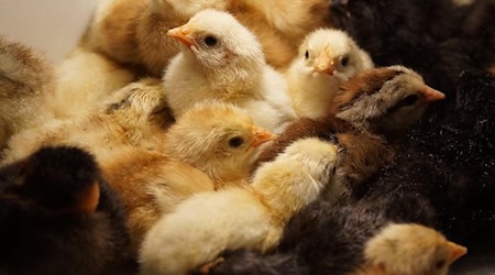 Symbolbild Geflügel / pixabay u_fsfcui5kui