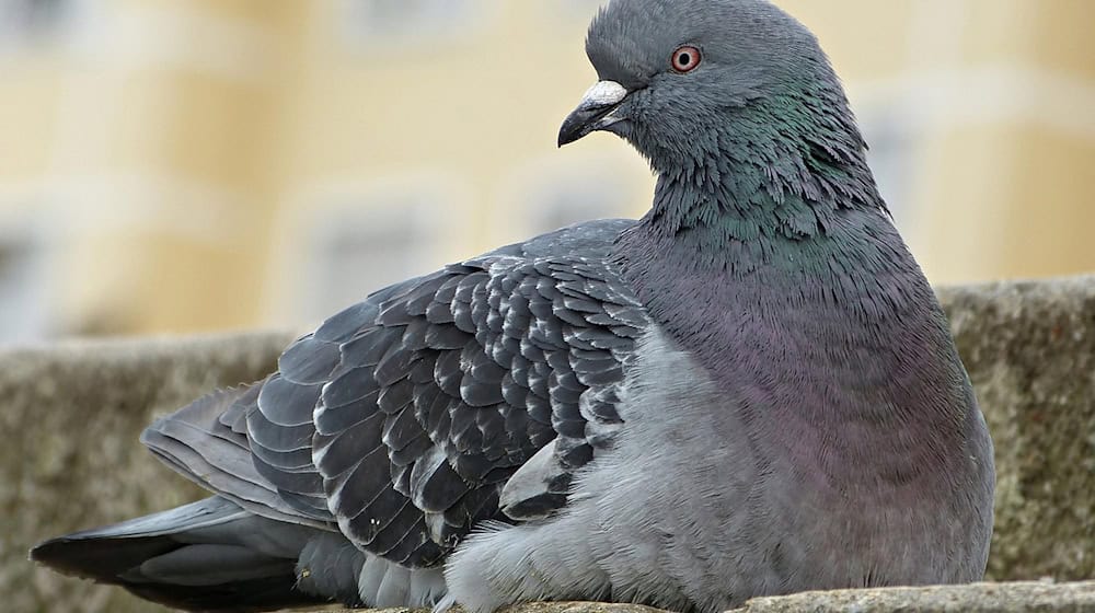 Symbolbild Vogelgrippe / pixabay gamagapix