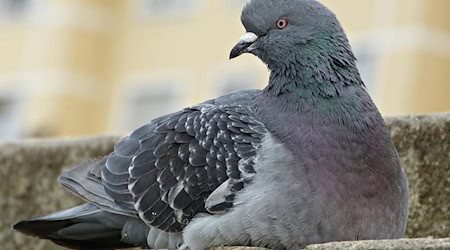 Symbolbild Vogelgrippe / pixabay gamagapix