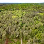 In diesem Wald bei Laußnitz haben Polizeibeamte die Leiche einer 21-Jährigen gefunden. (Archivbild) / Foto: Robert Michael/dpa