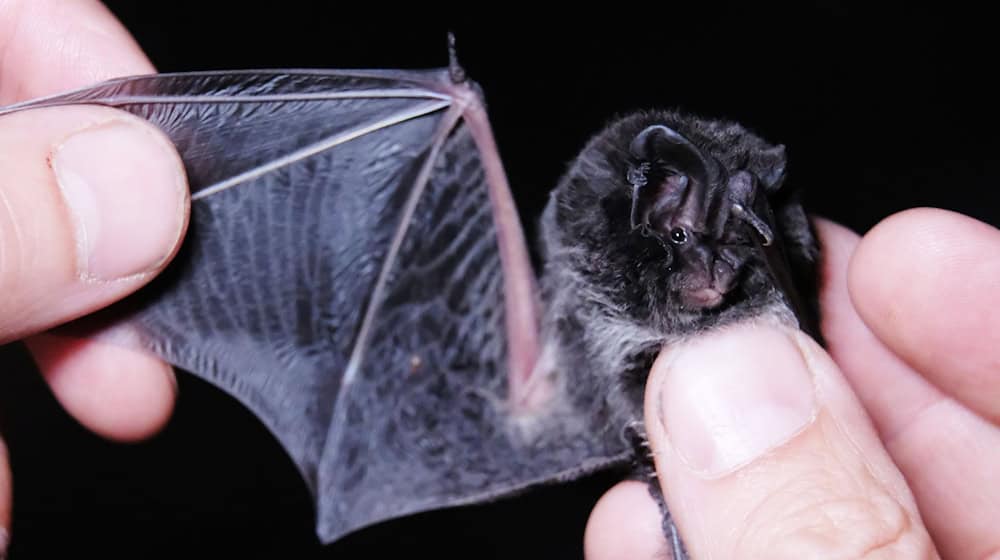 The Saxon Bat Conference this coming Saturday in Freiberg is dedicated to protection concepts for the animals. (Archive photo) / Photo: Sebastian Willnow/dpa-Zentralbild/dpa