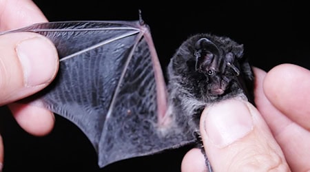 Die sächsische Fledermaus-Tagung am kommenden Samstag in Freiberg widmet sich Schutzkonzepten für die Tiere. (Archivbild) / Foto: Sebastian Willnow/dpa-Zentralbild/dpa