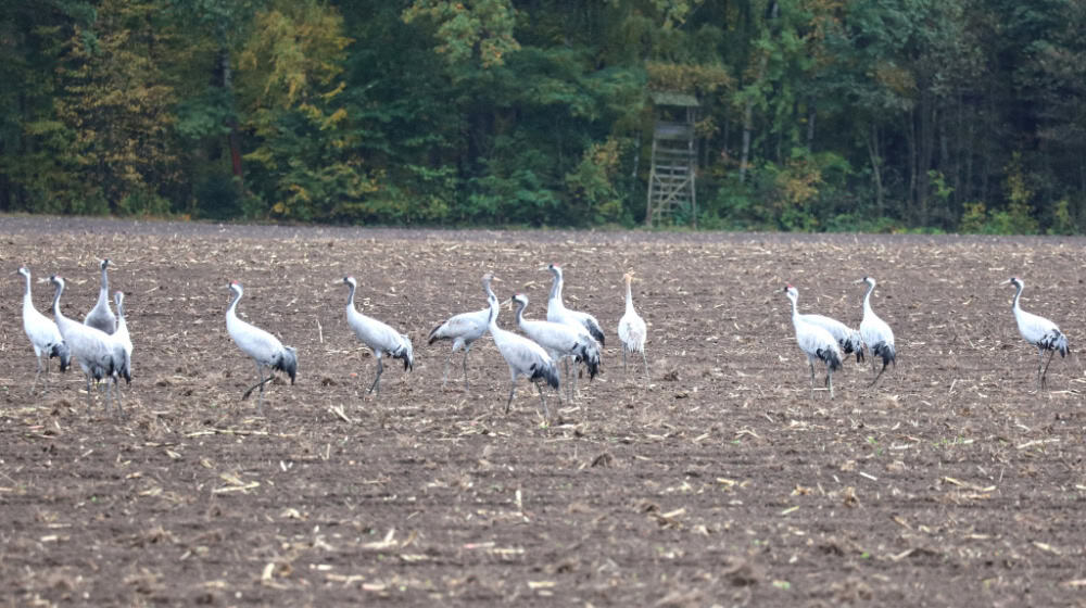 Kraniche sind von der Geflügelpest besonders stark betroffen. Sie tragen das hochinfektiöse Virus auf ihren Zugrouten durch Europa und stellen eine erhebliche Gefahr für heimische Geflügelbestände dar. Foto: Matthias Stark