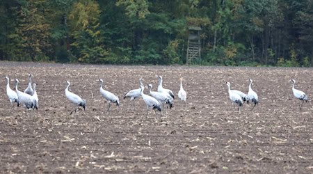 Kraniche sind von der Geflügelpest besonders stark betroffen. Sie tragen das hochinfektiöse Virus auf ihren Zugrouten durch Europa und stellen eine erhebliche Gefahr für heimische Geflügelbestände dar. Foto: Matthias Stark