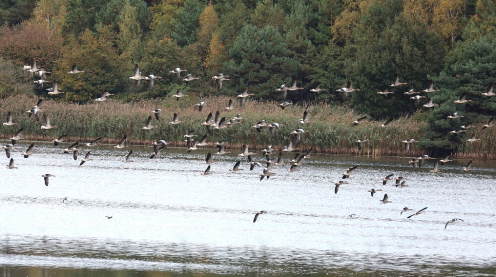 Graugänse können während der Zugzeit zur Verbreitung der Geflügelpest beitragen. Foto: Matthias Stark