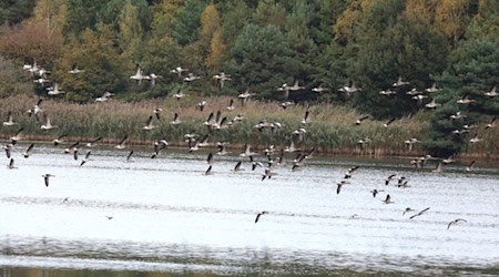Graugänse können während der Zugzeit zur Verbreitung der Geflügelpest beitragen. Foto: Matthias Stark
