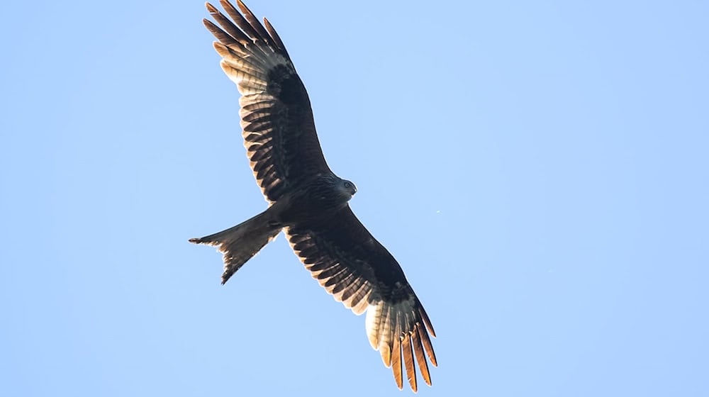 An infected red kite was found at Lake Zwenkau (symbolic image) / Photo: Klaus-Dietmar Gabbert/dpa
