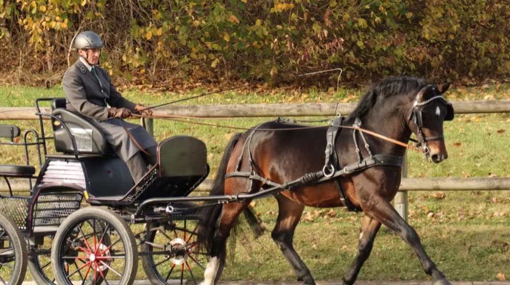 Der Sieger im 50-tage-Test aus Moritzburg. Foto: Landgestüt Moritzburg