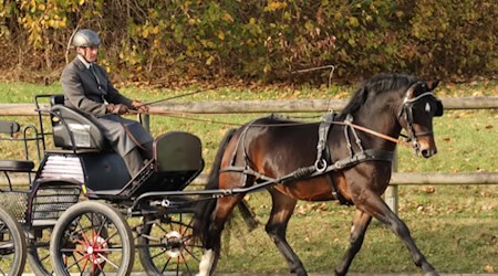 Der Sieger im 50-tage-Test aus Moritzburg. Foto: Landgestüt Moritzburg