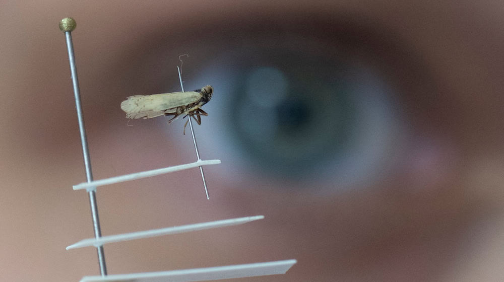 The Greens are calling for a strategy to deal with the plant pest reed glasswing cicada in Saxony (Archvi photo).  / Photo: Boris Roessler/dpa