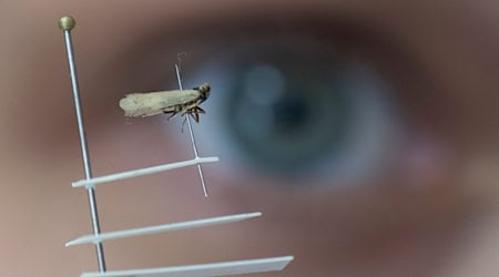 Die Grünen fordern eine Strategie zum Umgang mit dem Pflanzenschädling Schilf-Glasflügelzikade in Sachsen (Archvibild).  / Foto: Boris Roessler/dpa