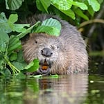 Sachsen will mehrere Biber nach Frankreich umsiedeln. (Archivbild) / Foto: Patrick Pleul/dpa-Zentralbild/dpa