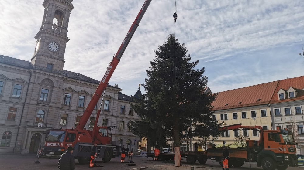 Am Haken: der Weihnachtsbaum für den Großenhainer Weihnachtmarkt vom 28. November bis 21. Dezember. Foto: Matthias Fischer