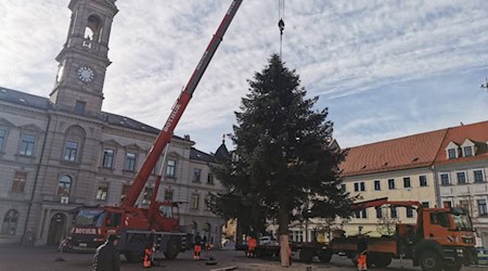 Am Haken: der Weihnachtsbaum für den Großenhainer Weihnachtmarkt vom 28. November bis 21. Dezember. Foto: Matthias Fischer