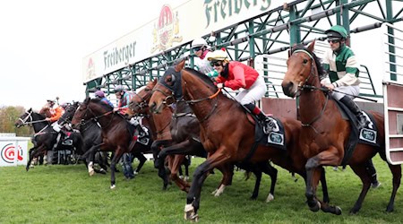Start eines Pferderennens auf der Galopprennbahn Dresden-Seidnitz, Jockeys und Pferde in Aktion.