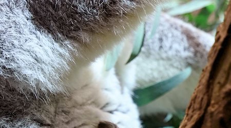 A little koala cub is growing up at Leipzig Zoo / Photo: Jennifer Brückner/dpa