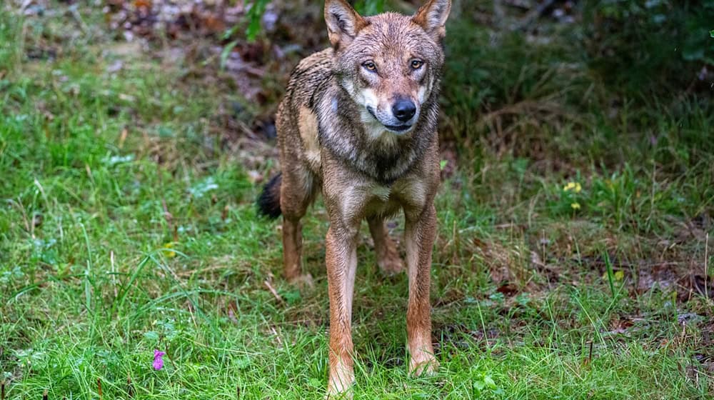 A young wolf in eastern Saxony shows conspicuous trusting behavior and is now supposed to develop a fear of humans again (archive photo).  / Photo: Armin Weigel/dpa