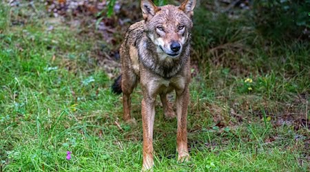 Ein junger Wolf zeigt in Ostsachsen eine auffällige Zutraulichkeit und soll nun wieder Scheu vor Menschen entwickeln (Archivbild).  / Foto: Armin Weigel/dpa