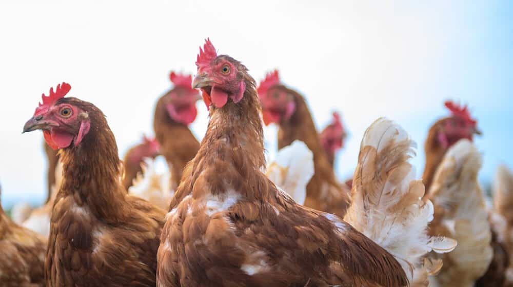 No bird fairs may be organized in the district of Leipzig. (Archive image) / Photo: Klaus-Dietmar Gabbert/dpa