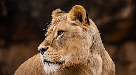 Löwin Abaja wurde mit 13 Jahren eingeschläfert. / Foto: -/Zoo Dresden/dpa