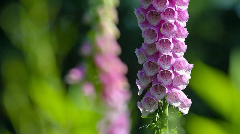 Schon der Verzehr von wenigen Blättern des Roten Fingerhuts kann für einen Menschen lebensbedrohlich sein. (Symbolbild) / Foto: Patrick Pleul/dpa-Zentralbild/dpa