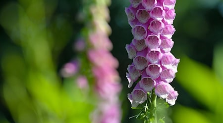 Schon der Verzehr von wenigen Blättern des Roten Fingerhuts kann für einen Menschen lebensbedrohlich sein. (Symbolbild) / Foto: Patrick Pleul/dpa-Zentralbild/dpa