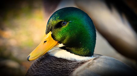 Symbolbild Ente / pixabay 9883074