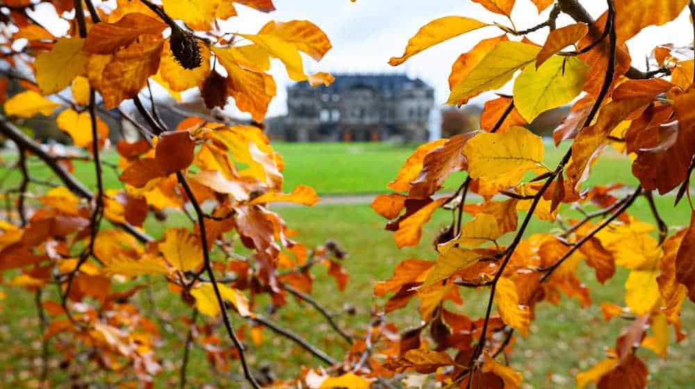Der sächsische Herbst war in diesem Jahr mild. (Symbolbild)  / Foto: Robert Michael/dpa