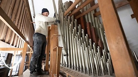 A large part of the Sauer organ has to be removed for the renovation of the Görlitz town hall. / Photo: Sebastian Kahnert/dpa
