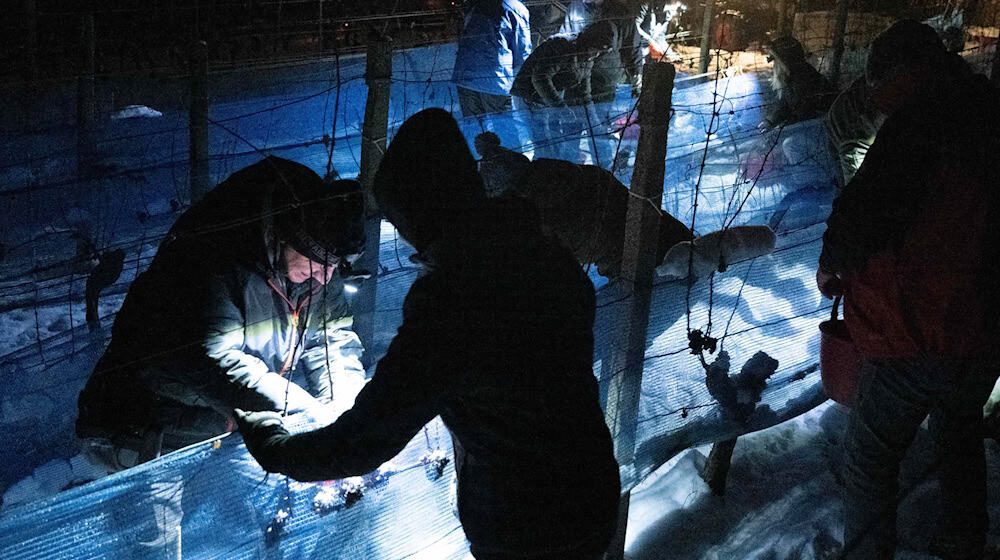 Ice wine is to be harvested again this weekend in the Elbe Valley. (Archive photo) / Photo: Sebastian Kahnert/dpa