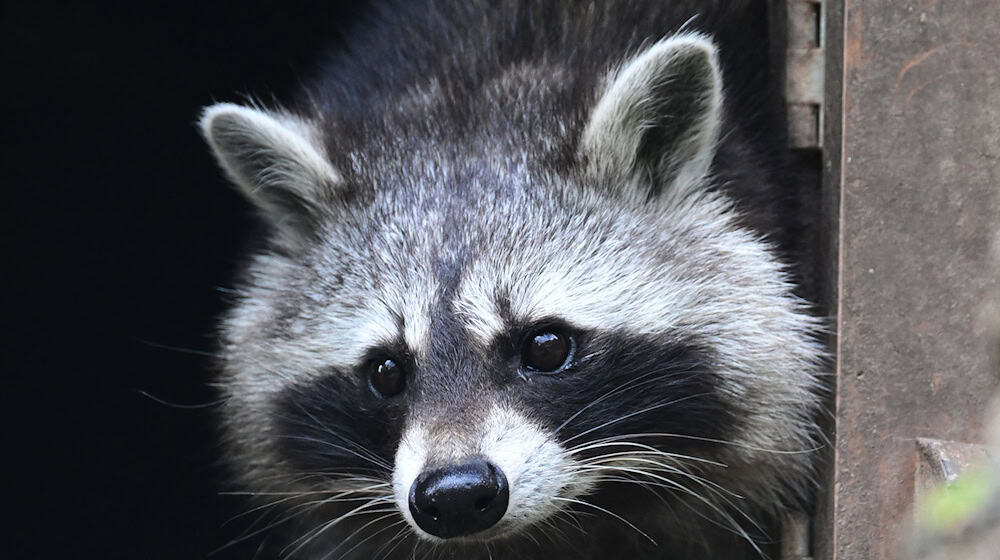 The population of raccoons has also increased massively in Saxony. This causes numerous problems for nature and humans. (Archive image) / Photo: Bernd Weißbrod/dpa