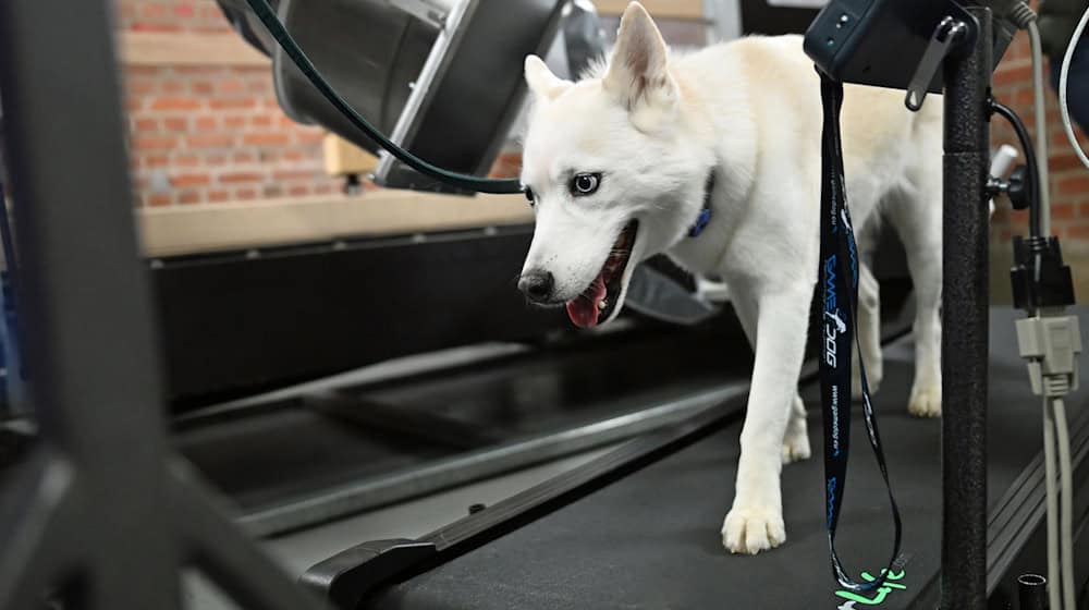 A new system enables precise images of animals in motion. / Photo: Jennifer Brückner/dpa