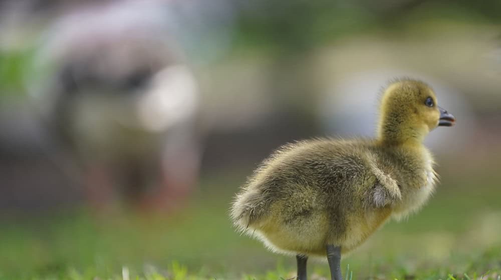 Saxony produces the most goslings in Germany. (Archive photo) / Photo: Marcus Brandt/dpa
