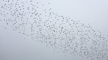 Bei um die sechs Grad liegen laut Deutschem Wetterdienst heute die Höchsttemperaturen in Mitteldeutschland. (Symbolbild) / Foto: Matthias Bein/dpa