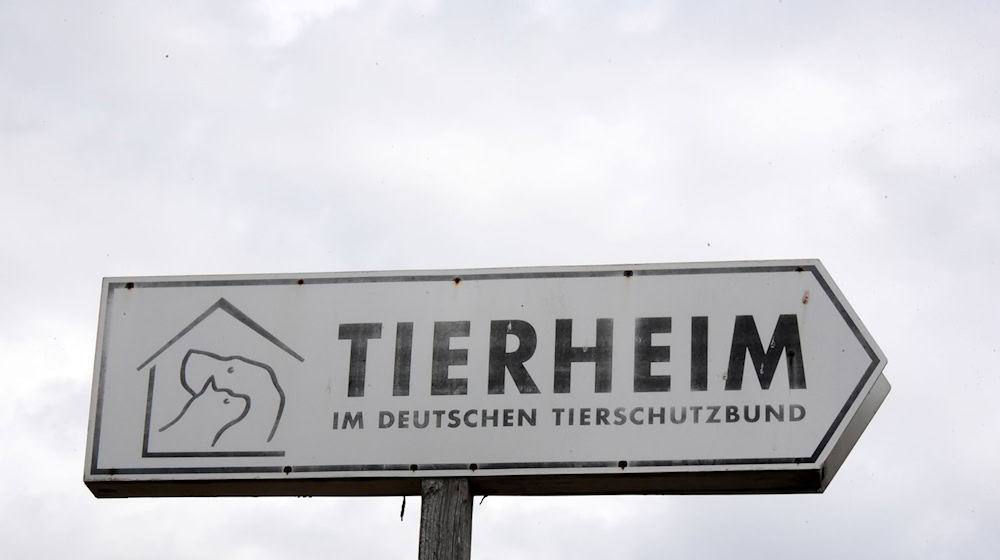 In future, there will be more funding for animal welfare in Saxony. (Symbolic image) / Photo: Waltraud Grubitzsch/dpa-Zentralbild/dpa