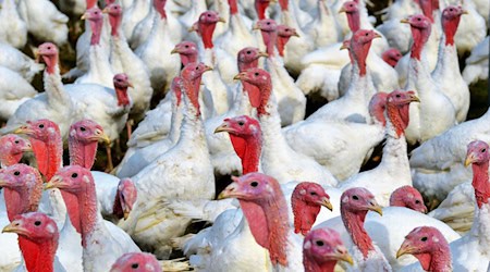 Symbolbild Puten / pixabay Ralphs_Fotos