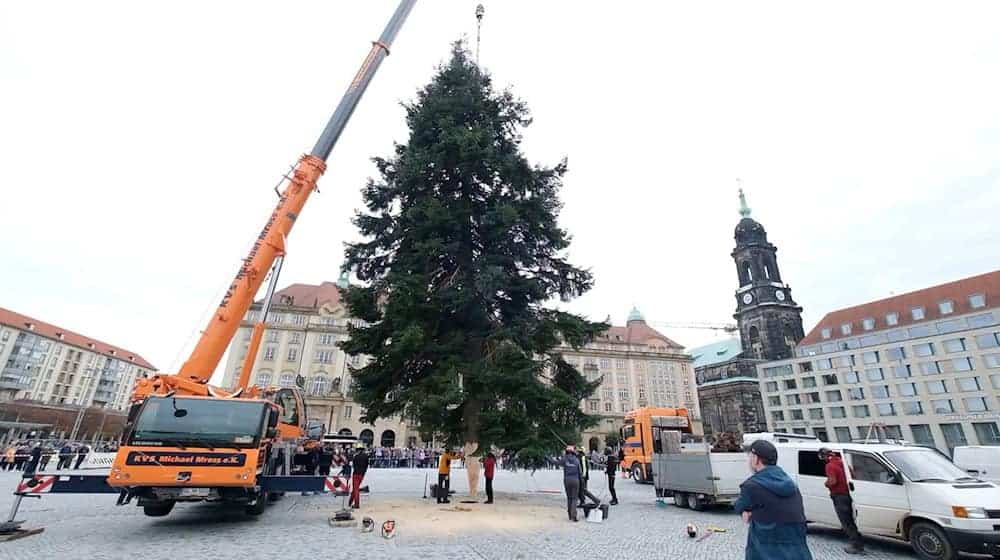 20-метрова ялинка Veitchs прикрашає цьогорічний дрезденський Штрізельмаркт / Фото: Sebastian Willnow/dpa