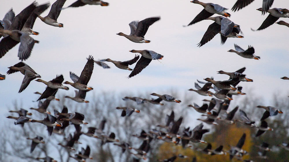 Bird flu has been detected for the first time in the district of Leipzig. (Archive photo) / Photo: Klaus-Dietmar Gabbert/Deutsche Presse-Agentur GmbH/dpa