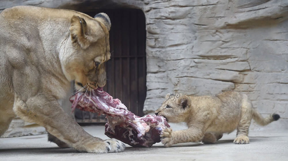 Zoo animals are also given dead animals to eat. (Archive photo) / Photo: Ludìk Peøina/CTK/dpa