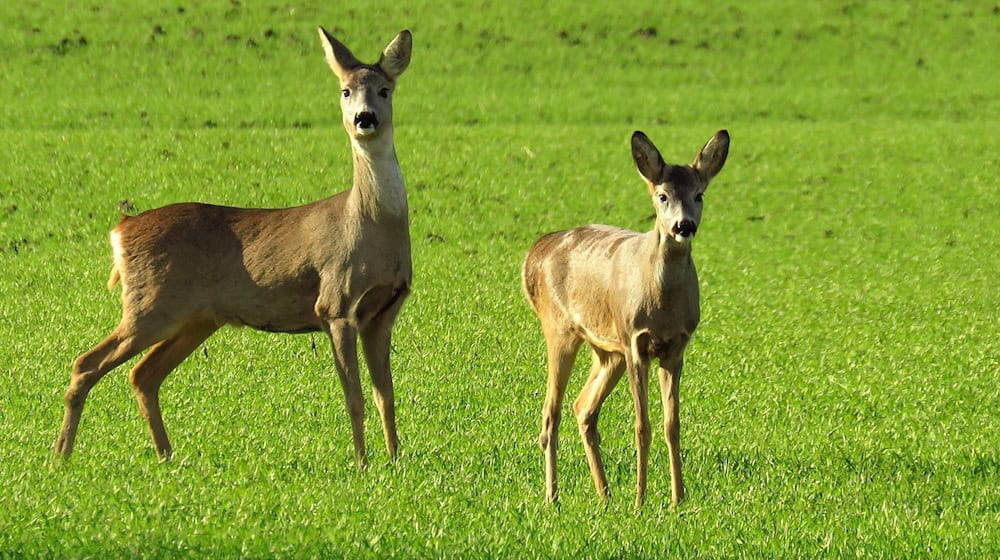 Symbolbild Reh / pixabay toplakava