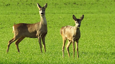 Symbolbild Reh / pixabay toplakava