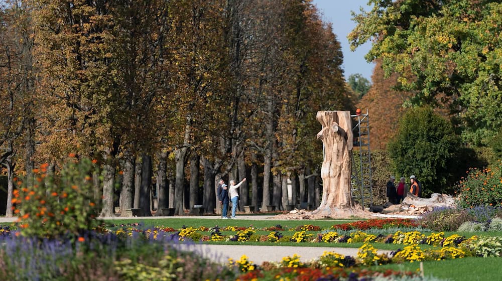Second copper beech in Pillnitz Palace Park has to be felled. (Archive image) / Photo: Matthias Rietschel/dpa