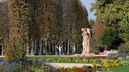 Zweite Blutbuche im Schlosspark Pillnitz muss gefällt werden. (Archivbild) / Foto: Matthias Rietschel/dpa
