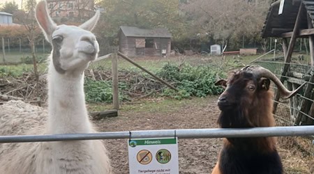 Tiere in der Hebelei. Foto: Sven Näther